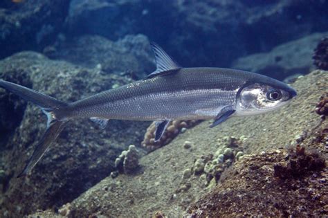 Ikan Bandeng Laut: Kenali Ciri-ciri, Manfaat, dan Resep Masakan Enaknya